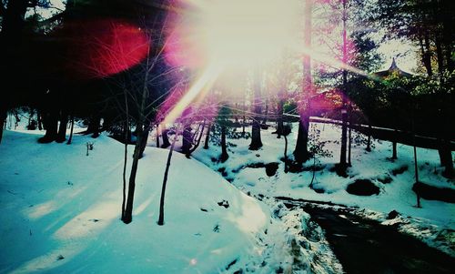 Sun shining through trees