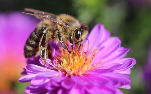 Close-up of bee pollinating on pink flower