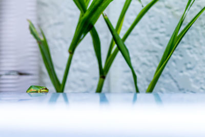Close-up of green frog by plant