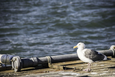 Seagull perching on wood against sea