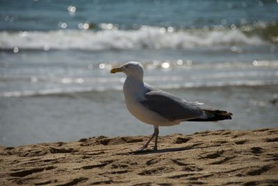 Close-up of seagull perching on beach