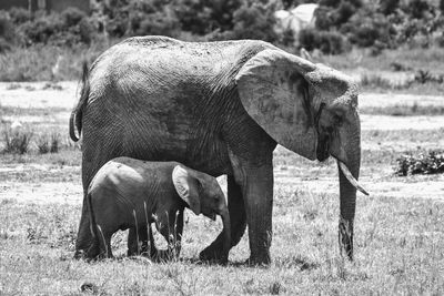 Elephant in a field