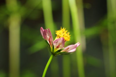 Close-up of yellow flowering plant