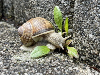 Close-up of snail on rock