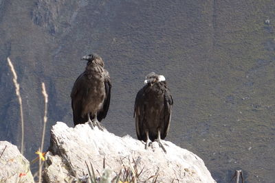 High angle view of birds perching on rock