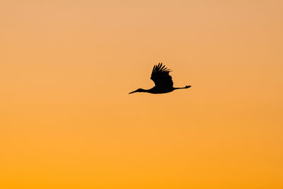 Silhouette bird flying against orange sky