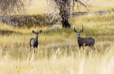 Deer standing on grassy field