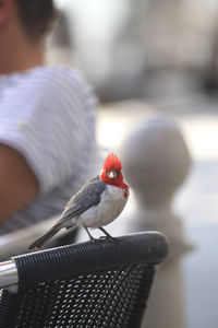 Close-up of bird perching on chair with man sitting in background