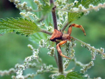 Close-up of insect on plant