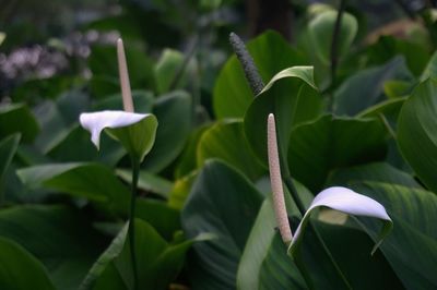 Close-up of fresh green leaves
