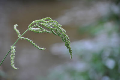 Close-up of fern