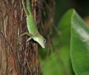 Close-up of lizard on tree trunk