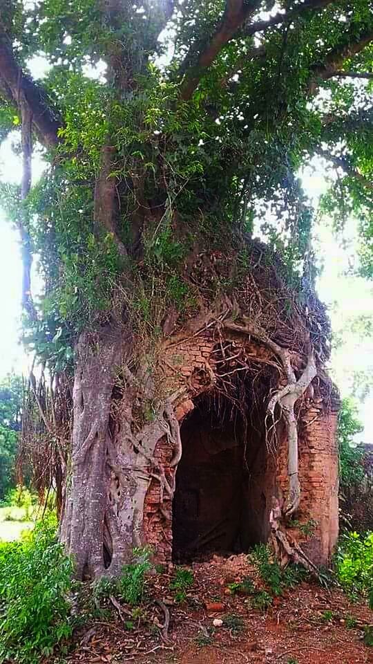 Temple under a Banana Tree