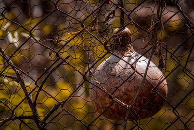 Close-up of pumpkin seen through chainlink fence