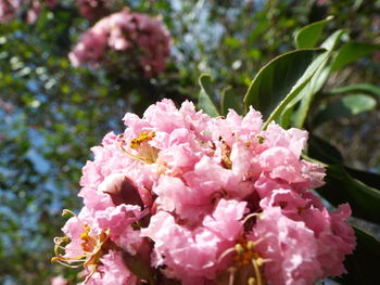 Close-up of pink flowers