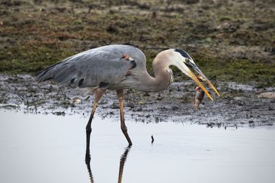 Side view of a bird in water