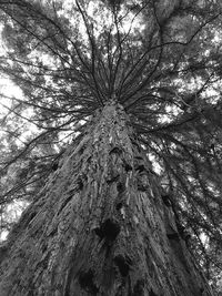 Low angle view of tree against sky