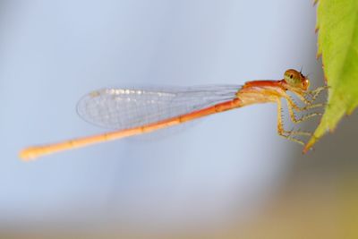 Close-up of insect