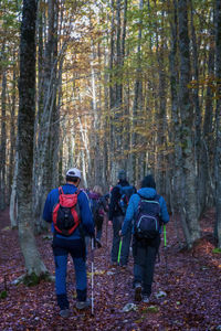 Group of hikers walks in the beech forest on an autumn trek.