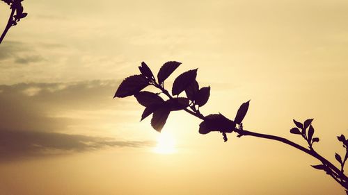 Low angle view of silhouette flowering plant against sky during sunset