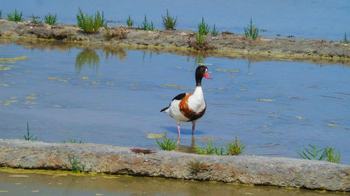 Duck swimming on lake