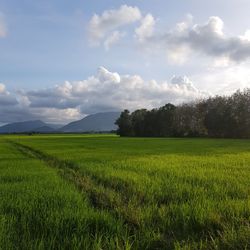 landscape