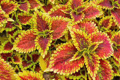 Full frame shot of orange leaves of flowering plant