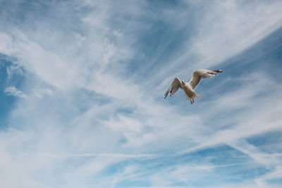 Low angle view of seagull flying against sky