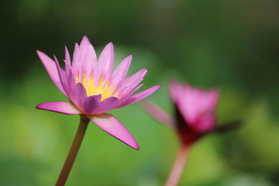 Close-up of pink water lily