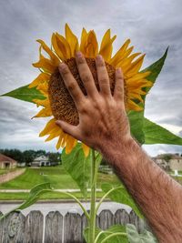 Close-up of hand holding yellow flower against sky