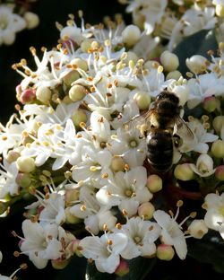 Close-up of white flowers