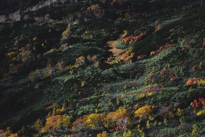 Trees in forest during autumn