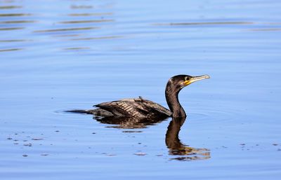 View of duck swimming in lake