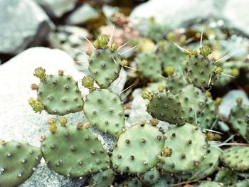 Close-up of cactus