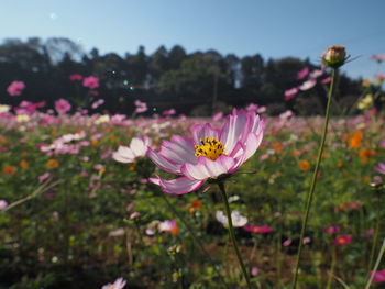 Close-up of pink cosmos flower on field