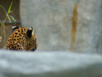 Cat sitting in a zoo