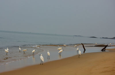 Birds on beach against clear sky