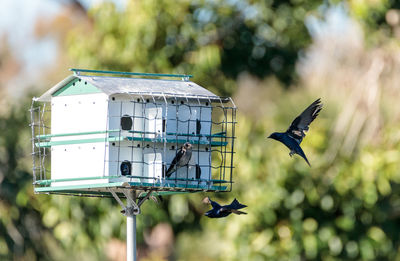 Purple martin birds progne subis fly and perch around a birdhouse in marco island, florida