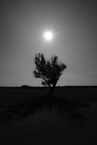 Silhouette tree on field against bright sun