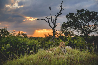 Scenic view of field against sky during sunset