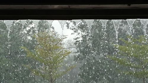 Trees and plants seen through glass window