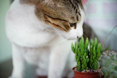 Close-up of cat looking at camera