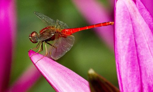 Close-up of dragonfly on plant