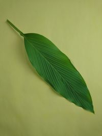 Close-up of green leaves on plant