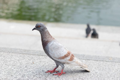 Close-up of pigeon perching on wall