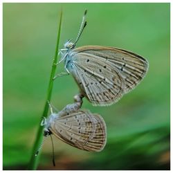 Close-up of butterfly