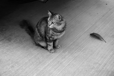 High angle view of a cat looking away