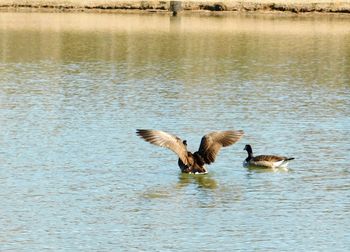 Ducks swimming in lake