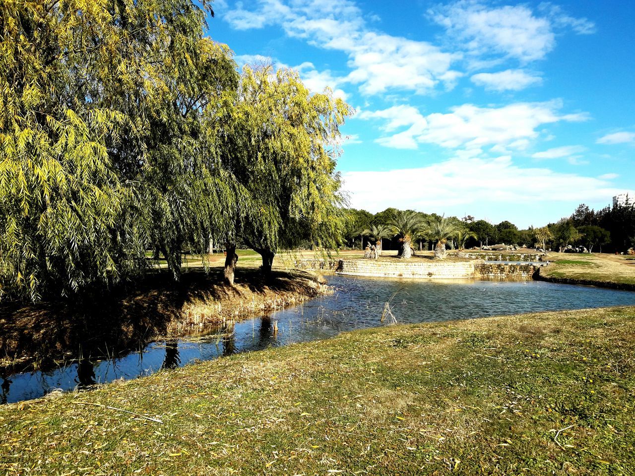 sky, growth, tree, sunlight, nature, beauty in nature, day, no people, water, cloud - sky, outdoors, scenics, willow tree