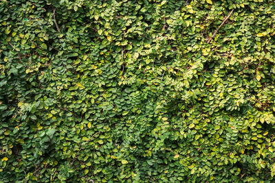Full frame shot of ivy growing on plant